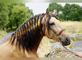 PRE, Hengst, 6 Jaar, 164 cm, Falbe