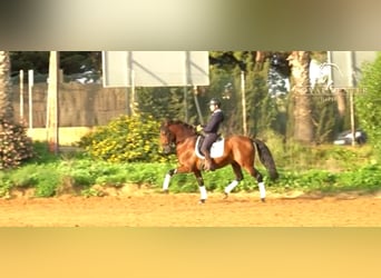 PRE, Hengst, 6 Jaar, 164 cm, Lichtbruin