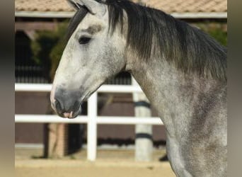 PRE Mix, Hengst, 6 Jaar, 164 cm, Schimmel