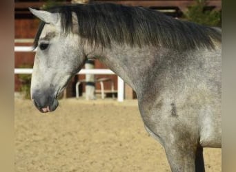 PRE Mix, Hengst, 6 Jaar, 164 cm, Schimmel