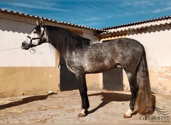 PRE Mix, Hengst, 6 Jaar, 164 cm, Schimmel