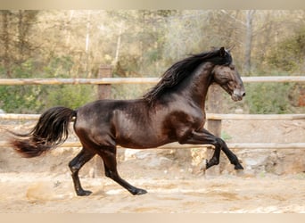 PRE, Hengst, 6 Jaar, 164 cm, Zwart