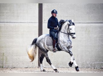 PRE, Hengst, 6 Jaar, 165 cm, Blauwschimmel