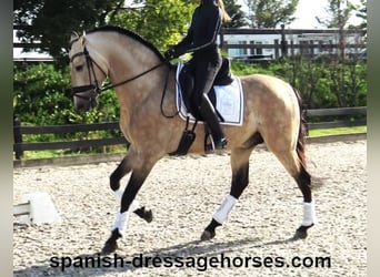 PRE Mix, Hengst, 6 Jaar, 165 cm, Falbe