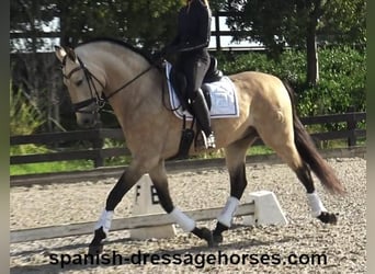 PRE Mix, Hengst, 6 Jaar, 165 cm, Falbe