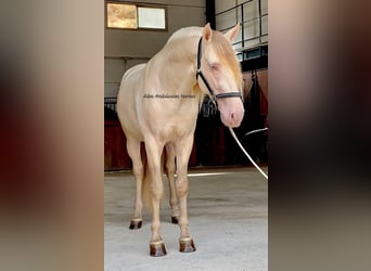 PRE Mix, Hengst, 6 Jaar, 165 cm, Perlino