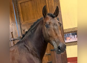 PRE Mix, Hengst, 6 Jaar, 165 cm, Roodbruin