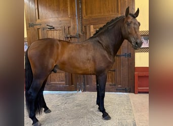 PRE Mix, Hengst, 6 Jaar, 165 cm, Roodbruin