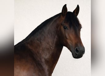 PRE, Hengst, 6 Jaar, 165 cm, Roodbruin