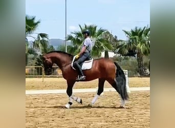 PRE, Hengst, 6 Jaar, 166 cm, Bruin