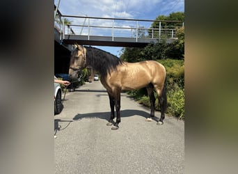 PRE Mix, Hengst, 6 Jaar, 166 cm, Buckskin