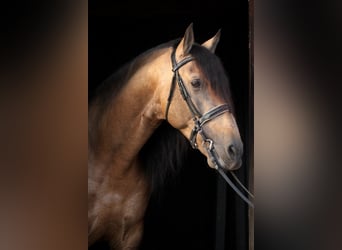 PRE Mix, Hengst, 6 Jaar, 166 cm, Buckskin