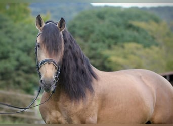 PRE Mix, Hengst, 6 Jaar, 166 cm, Buckskin