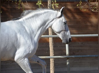 PRE, Hengst, 6 Jaar, 166 cm, Schimmel