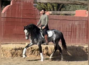 PRE Mix, Hengst, 6 Jaar, 166 cm, Schimmel