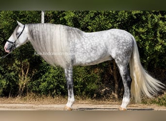 PRE Mix, Hengst, 6 Jaar, 167 cm, Appelschimmel