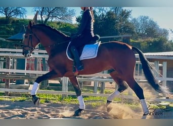 PRE Mix, Hengst, 6 Jaar, 167 cm, Bruin