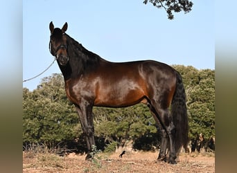 PRE Mix, Hengst, 6 Jaar, 167 cm, Donkerbruin