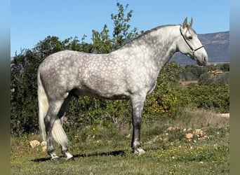 PRE, Hengst, 6 Jaar, 168 cm, Appelschimmel