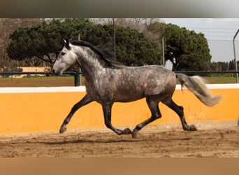 PRE Mix, Hengst, 6 Jaar, 168 cm, Appelschimmel