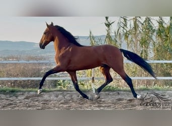 PRE Mix, Hengst, 6 Jaar, 168 cm, Bruin