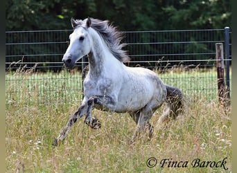 PRE, Hengst, 6 Jaar, 168 cm, Schimmel