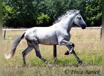 PRE, Hengst, 6 Jaar, 168 cm, Schimmel