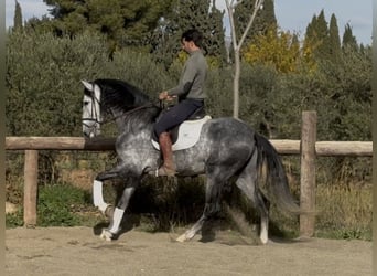 PRE Mix, Hengst, 6 Jaar, 168 cm, Schimmel