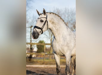 PRE, Hengst, 6 Jaar, 168 cm, Schimmel