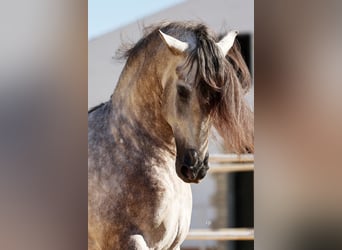 PRE, Hengst, 6 Jaar, 168 cm, Schimmel