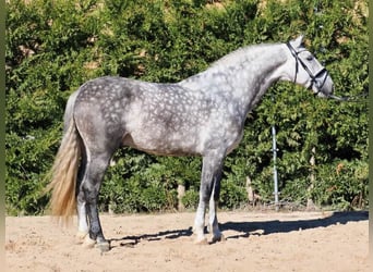 PRE Mix, Hengst, 6 Jaar, 168 cm, Schimmel