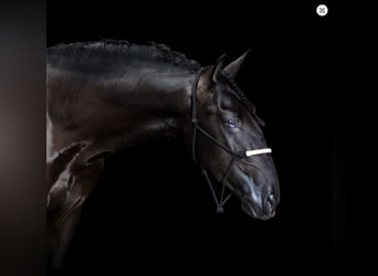 PRE Mix, Hengst, 6 Jaar, 168 cm, Zwart