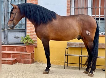 PRE Mix, Hengst, 6 Jaar, 169 cm, Bruin