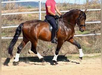 PRE Mix, Hengst, 6 Jaar, 169 cm, Bruin