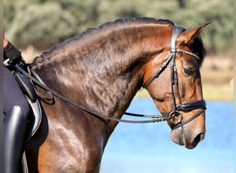 PRE Mix, Hengst, 6 Jaar, 169 cm, Bruin