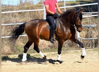 PRE Mix, Hengst, 6 Jaar, 169 cm, Bruin
