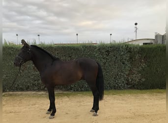 PRE Mix, Hengst, 6 Jaar, 169 cm, Zwart