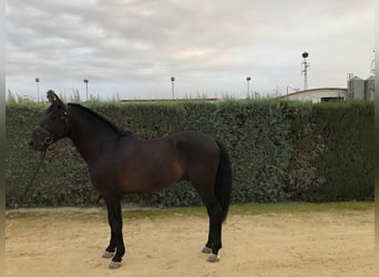 PRE Mix, Hengst, 6 Jaar, 169 cm, Zwart