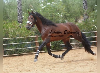 PRE, Hengst, 6 Jaar, 170 cm, Bruin