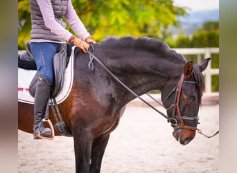 PRE Mix, Hengst, 6 Jaar, 170 cm, Donkerbruin