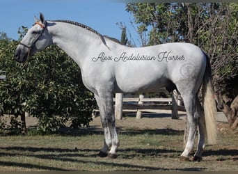 PRE Mix, Hengst, 6 Jaar, 170 cm, Wit