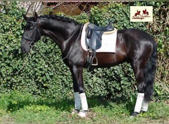 PRE, Hengst, 6 Jaar, 170 cm, Zwart