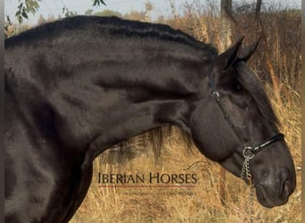 PRE Mix, Hengst, 6 Jaar, 170 cm, Zwart