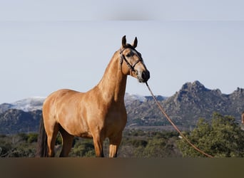 PRE Mix, Hengst, 6 Jaar, 172 cm, Buckskin