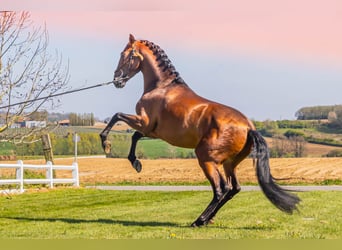 PRE, Hengst, 6 Jaar, 173 cm, Lichtbruin
