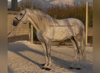 PRE Mix, Hengst, 6 Jaar, 173 cm, Schimmel