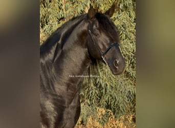 PRE Mix, Hengst, 6 Jaar, 174 cm, Zwart PRE Mix, Hengst, 6 Jaar, 174 cm, Zwart