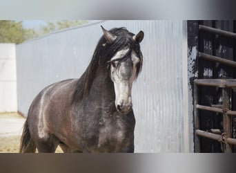 PRE Mix, Hengst, 6 Jaar, 175 cm, Schimmel