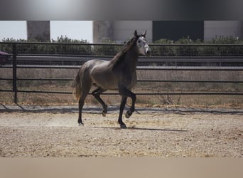 PRE Mix, Hengst, 6 Jaar, 175 cm, Schimmel