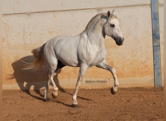 PRE Mix, Hengst, 6 Jaar, 175 cm, Schimmel